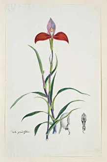 Fragile Prints: Disa uniflora Bergius (Red disa; or Pride of Table Mountain)
