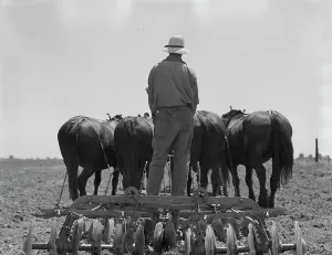 Ploughman Prints: Disc drawn by seven horses used in the cornfields of California