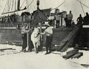 Terra Nova Prints: Disembarking the Ponies, c1910-1913, (1913). Artist: Herbert Ponting