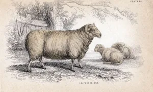 Genetics Prints: Dishley (New Leicester) Ram, c1840