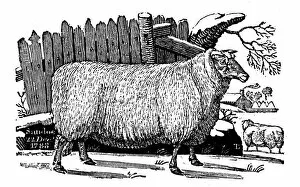 Dishley (New Leicester) sheep, 1811