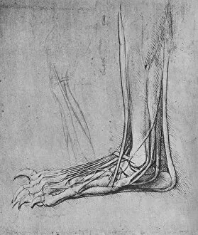 Dissection Gallery: Dissection of a Bears Foot to the Left, c1480 (1945). Artist: Leonardo da Vinci
