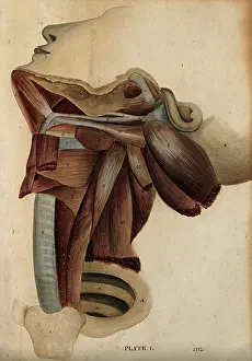 Illustrations Prints: Dissection of the neck, 1800-1899. Creator: Unknown