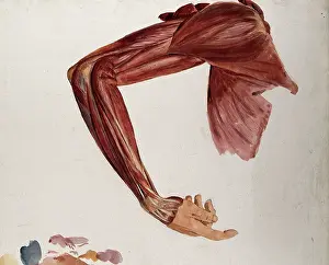 Bending Prints: Dissection showing the muscles of the arm and shoulder