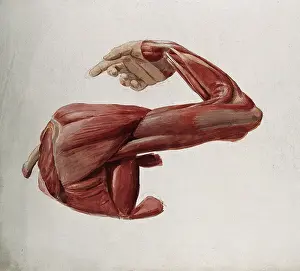 Bending Prints: Dissection showing the muscles of the arm and shoulder