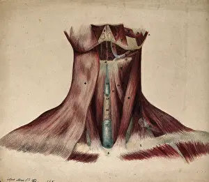 Number Prints: Dissection of the back of the neck, 1854/03/16. Creator: J.C. Whishaw