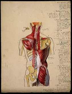 Ribcage Prints: Dissection of the trunk: back view