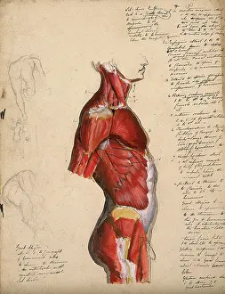 Dissected Prints: Dissection of the trunk: side view