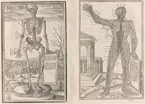 Images Dated 30th November 2020: De dissectione partium corporis humani libri tres, 1545