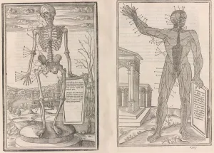 Images Dated 30th November 2020: De dissectione partium corporis humani libri tres, 1545