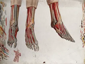 Muscles Prints: Three dissections of a foot, showing the muscles and tendons
