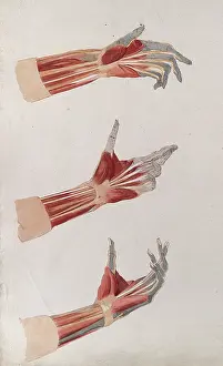 Bending Prints: Three dissections of the left hand and wrist