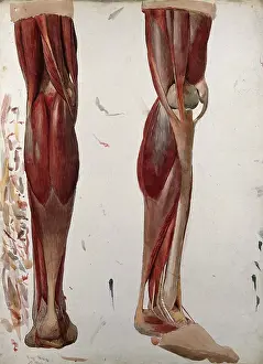 Muscles Prints: Two dissections showing the muscles of the leg, (1833?). Creator: Johann Conrad Zeller