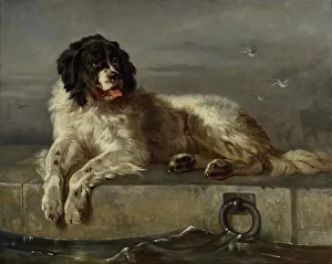 Laridae Prints: A Distinguished Member of the Humane Society