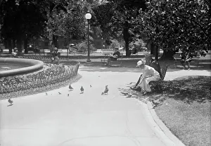Pigeons Prints: District of Columbia Parks - Feeding Pigeons in The Parks