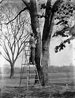 Glass Negatives Gmgpc Prints: District of Columbia Parks - Tree Surgery