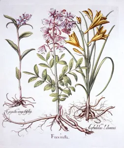 Dittany, White Helleborine and Yellow Day Lily, from Hortus Eystettensis, by Basil Besler Dittany, White Helleborine and Yellow Day Lily, from Hortus Eystettensis, by Basil Besler