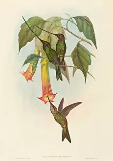Beak Gallery: Docimastes ensiferus (Sword-billed Hummingbird). Creators: John Gould