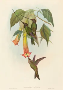 Docimastes ensiferus (Sword-billed Hummingbird). Creators: John Gould Docimastes ensiferus (Sword-billed Hummingbird). Creators: John Gould