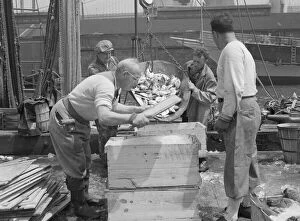 Wharf Gallery: Dock stevedores packing and icing fish at the Fulton fish market, New York, 1943