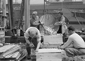 Dock stevedores packing and icing fish at the Fulton fish market, New York, 1943. Creator: Gordon Parks