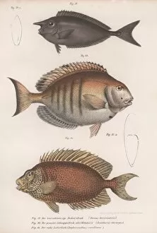 Direction Gallery: Doctorfish tang, Common snapper, Short-snouted unicornfish