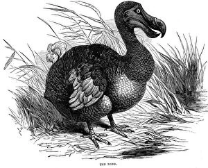 Dodo, 1884