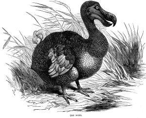 Dodo, 1884 Dodo, 1884
