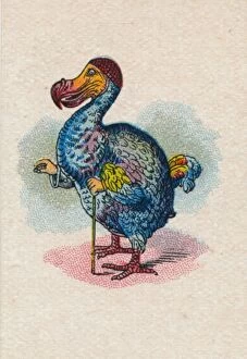 The Dodo, 1930. Artist: John Tenniel