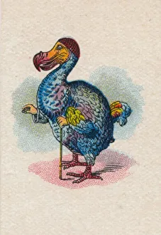 <b class=qtipBold><figcaption>The Dodo, 1930. Artist: John Tenniel</figcaption></b><br>The Dodo, 1930. The Dodo from Lewis Carroll's (1832-1898) 'Alice in Wonderland'. After an illustration by John Tenniel (1820-1914) colour printed by Edward Evans (1826-1905). From the 'Alice in Wonderland' series of cigarette cards produced by Carreras Limited, 1930.<br><em>© The Print Collector</em> The Dodo, 1930. Artist: John Tenniel
