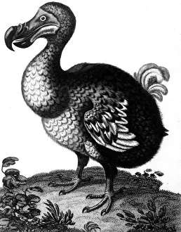 Mauritius Prints: Dodo, c1804