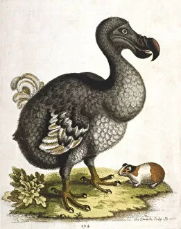 Dodo Gallery: Dodo and guinea pig, 1750. Artist: George Edwards