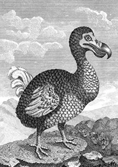 Dodo Gallery: Dodo, late 18th century