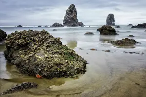 Pacific North West Prints: What Does a Starfish Dream Of. Creator: Joshua Johnston