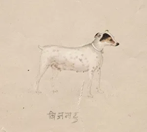 Company School Prints: Dog, 1800s. Creator: Unknown