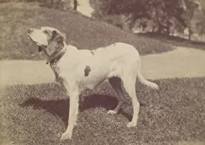 Sniffing Gallery: Dog, 1880s-90s. Creator: Unknown