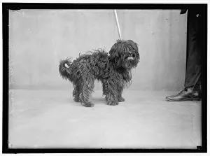 Dog, between 1910 and 1917. Creator: Harris & Ewing. Dog, between 1910 and 1917. Creator: Harris & Ewing