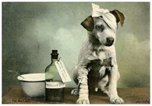 Label Gallery: Dog in bandages