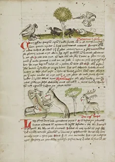 Biting Prints: A Dog Biting a Wolf Laying Near his Den and Nearby a Sheep