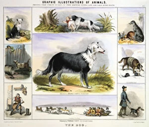 Oxford Science Archive Collection: The Dog, c1850. Artist: Benjamin Waterhouse Hawkins