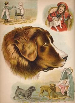 Babys Animal Picture Book Gallery: The Dog, c1900. Artist: Helena J. Maguire
