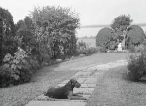 Dog on the grounds of The Shallows, property of Lucien Hamilton Tyng, Southampton, Long Island, 19 Creator: Arnold Genthe. Dog on the grounds of The Shallows, property of Lucien Hamilton Tyng, Southampton, Long Island