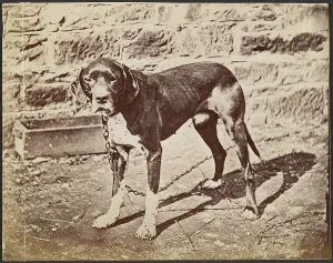 Yard Prints: Dog, late 19th century. Creator: Unknown