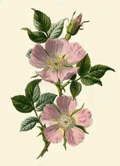 Flowering Prints: Dog-Rose, 1877. Creator: Frederick Edward Hulme