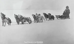 Alaska Prints: Dog sled team barking, 1920. Creator: Unknown
