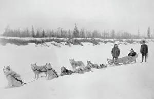 Dog Sled Prints: Dog sled team, between c1900 and 1927. Creator: Unknown