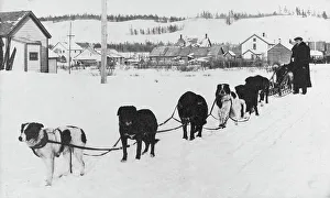 Dog Sled Prints: Dog sled team, between c1900 and c1930. Creator: Unknown