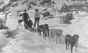 Dog Sled Prints: Dog sled team, between c1900 and c1930. Creator: Unknown