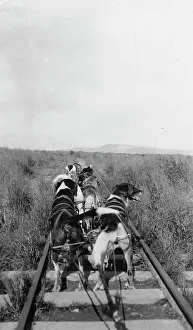 Nome Alaska United States Prints: Dog team, between c1900 and 1916. Creator: Unknown