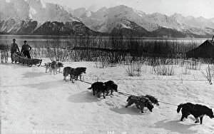 Snowcapped Collection: Dog team, between c1900 and c1930. Creator: Unknown